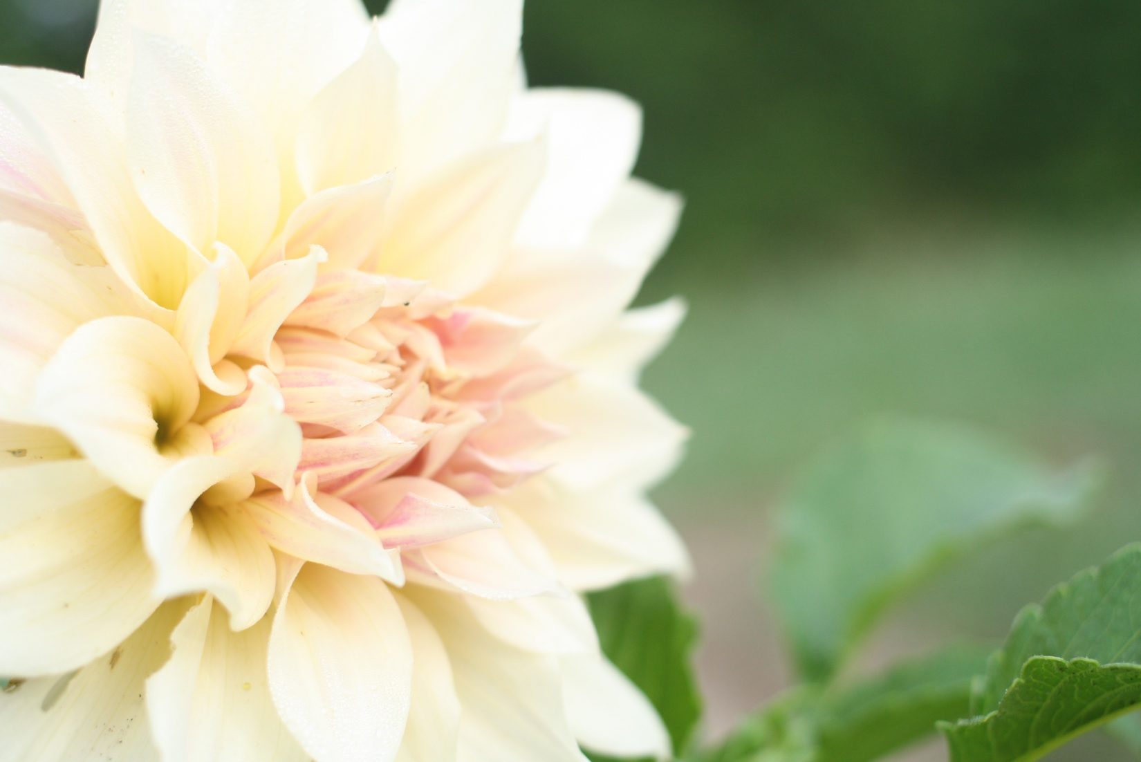 How to Use Organza Bags to Protect Your Dahlias from Pests GrowFlowers