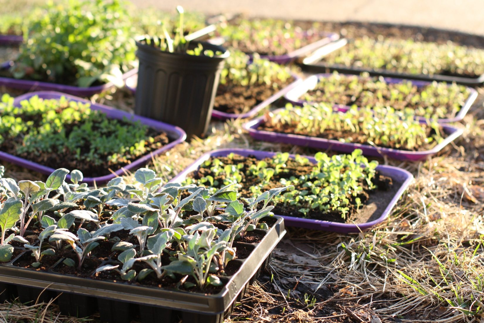 Beginner's Guide to Seed Starting Cut Flowers Indoors GrowFlowers