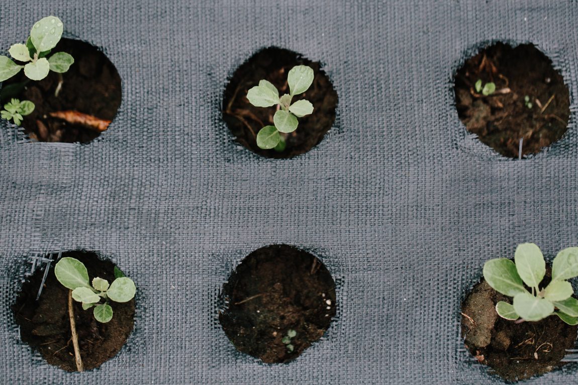 seedlings in landscape fabric