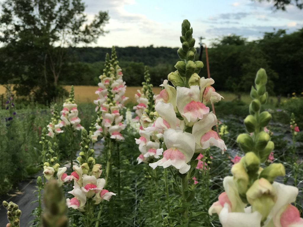 Snapdragons blooming in field 