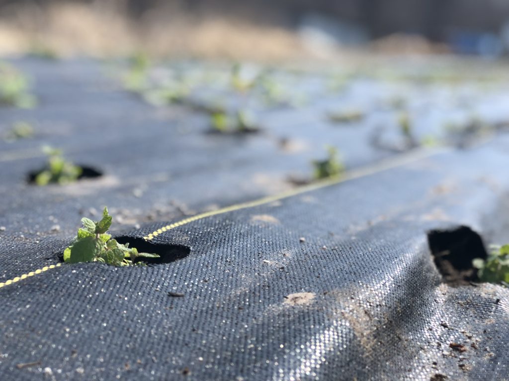 Mint planted in landscape fabric. 